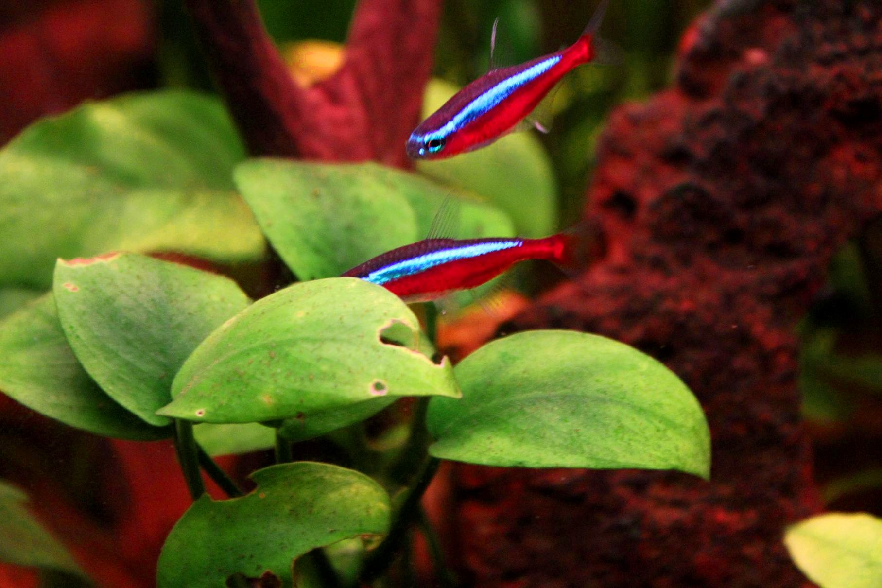 Neonki czerwone (Paracheirodon axelrodi) — gatunek z dorzecza Amazonki