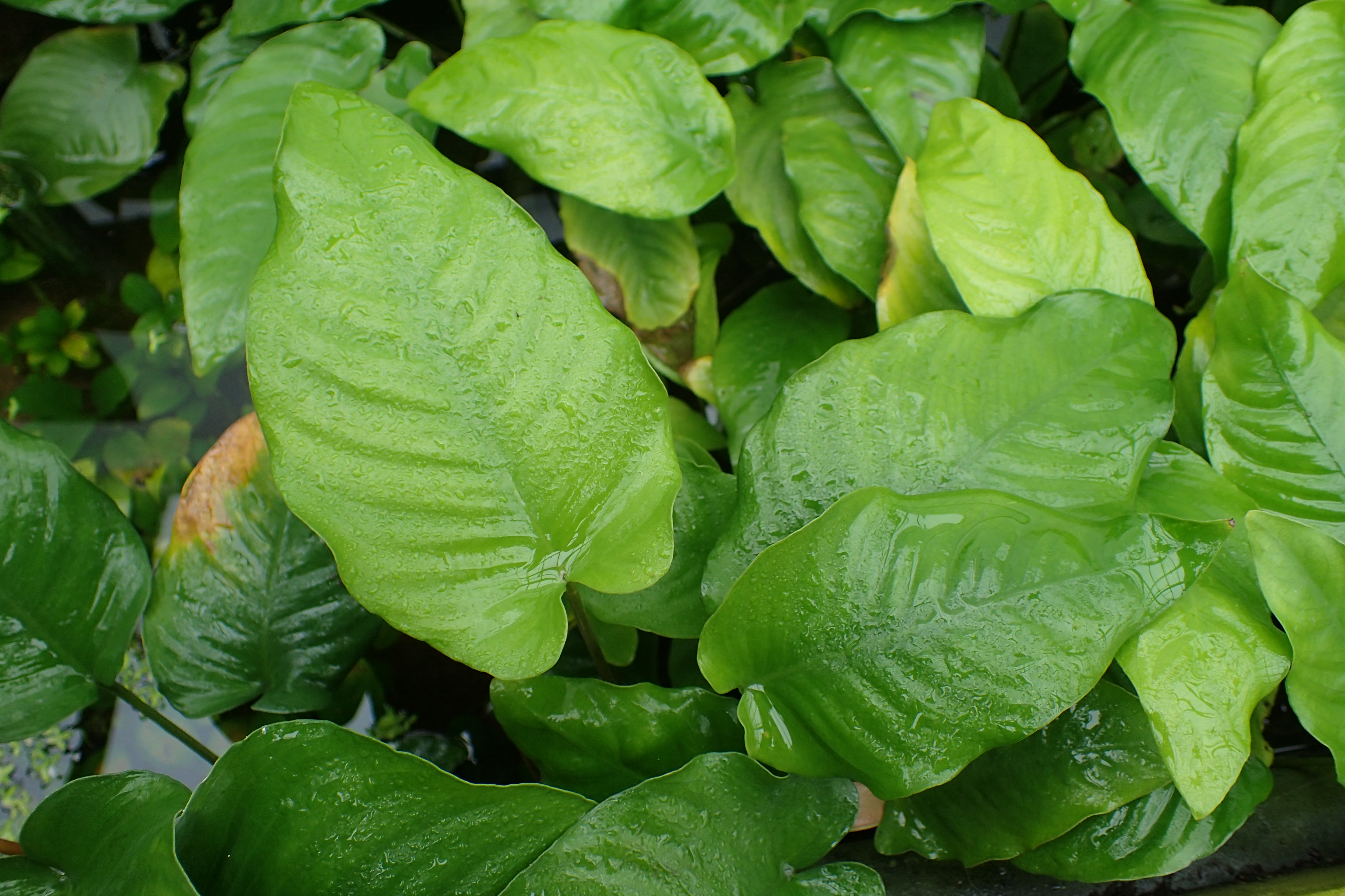 Rośliny do akwarium low-tech: Anubias barteri var. caladiifolia o szerokich, skórzastych liściach