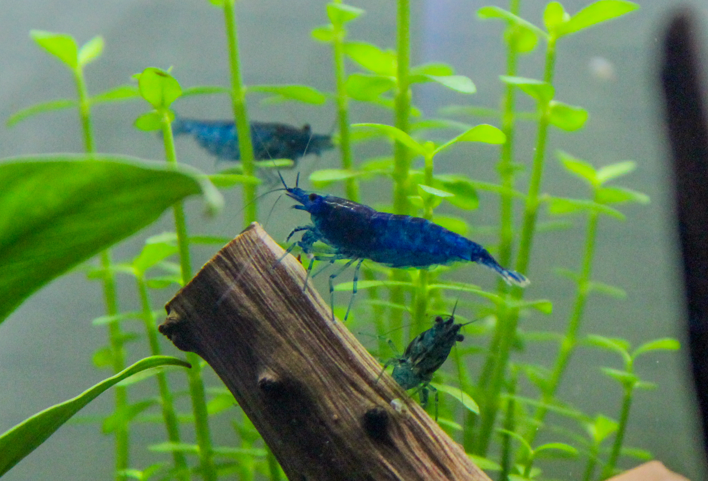 Niebieskie krewetki Neocaridina davidi — krewetki w akwarium roślinnym