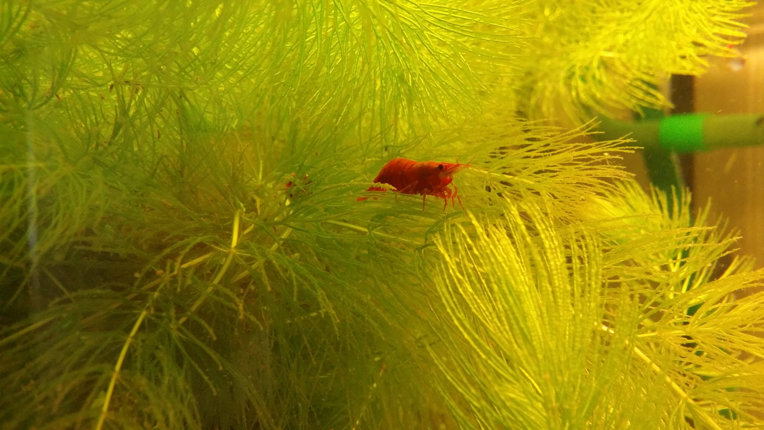 Krewetka Red Cherry (Neocaridina davidi) wśród roślin akwariowych