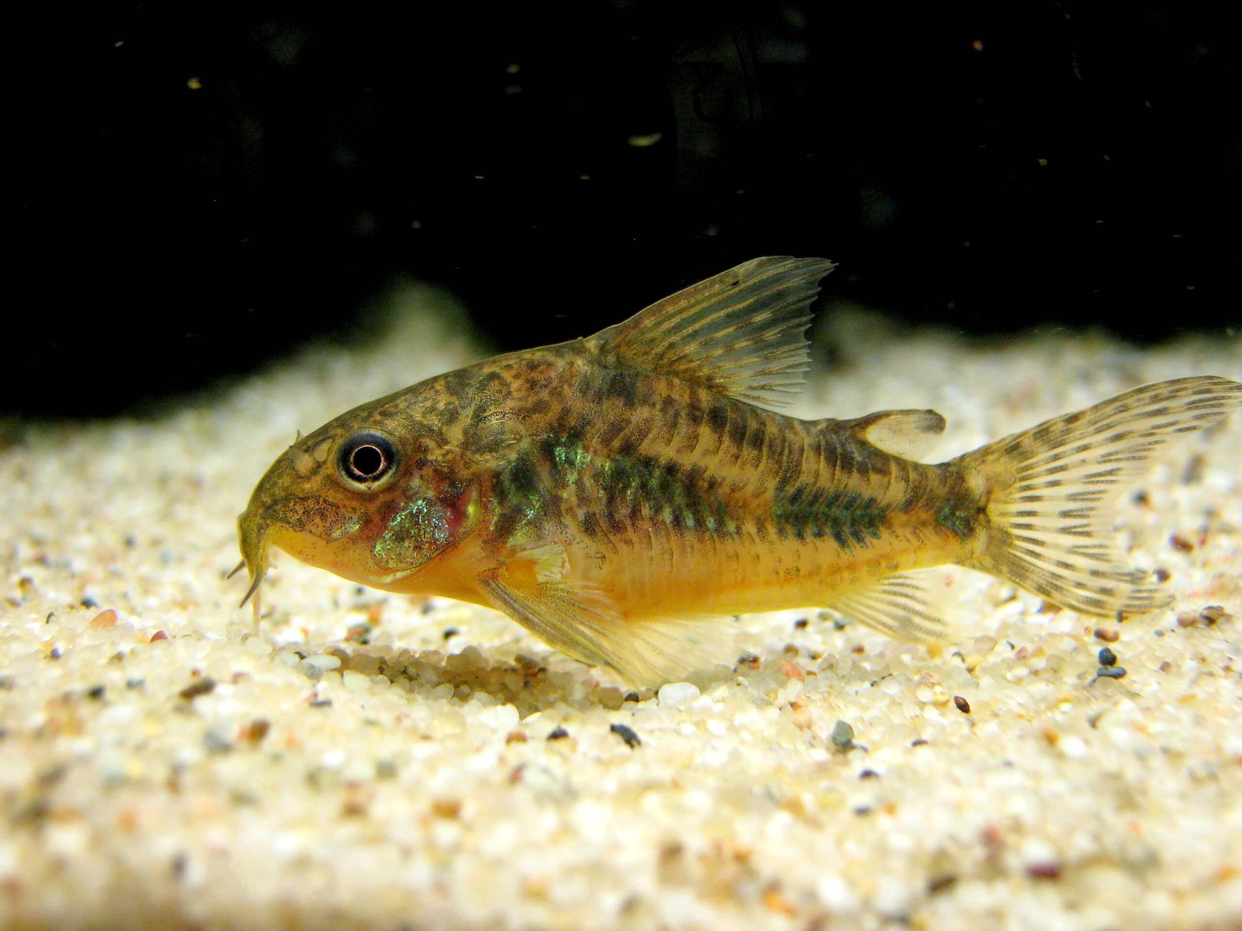 Kirysek pstry (Corydoras paleatus) na piaszczystym dnie akwarium