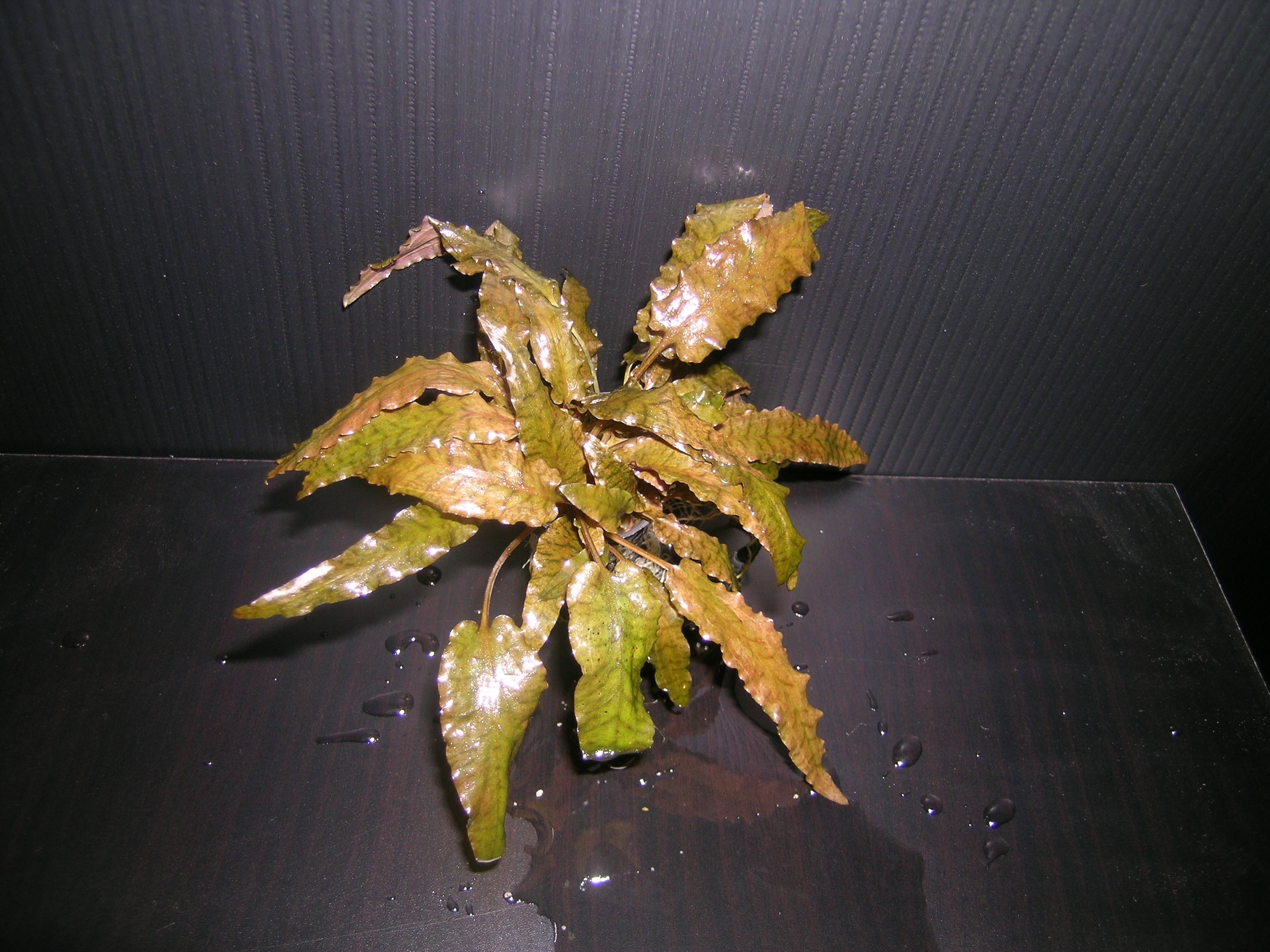 Cryptocoryne wendtii — roślina akwariowa o falistych, brązowozielonych liściach