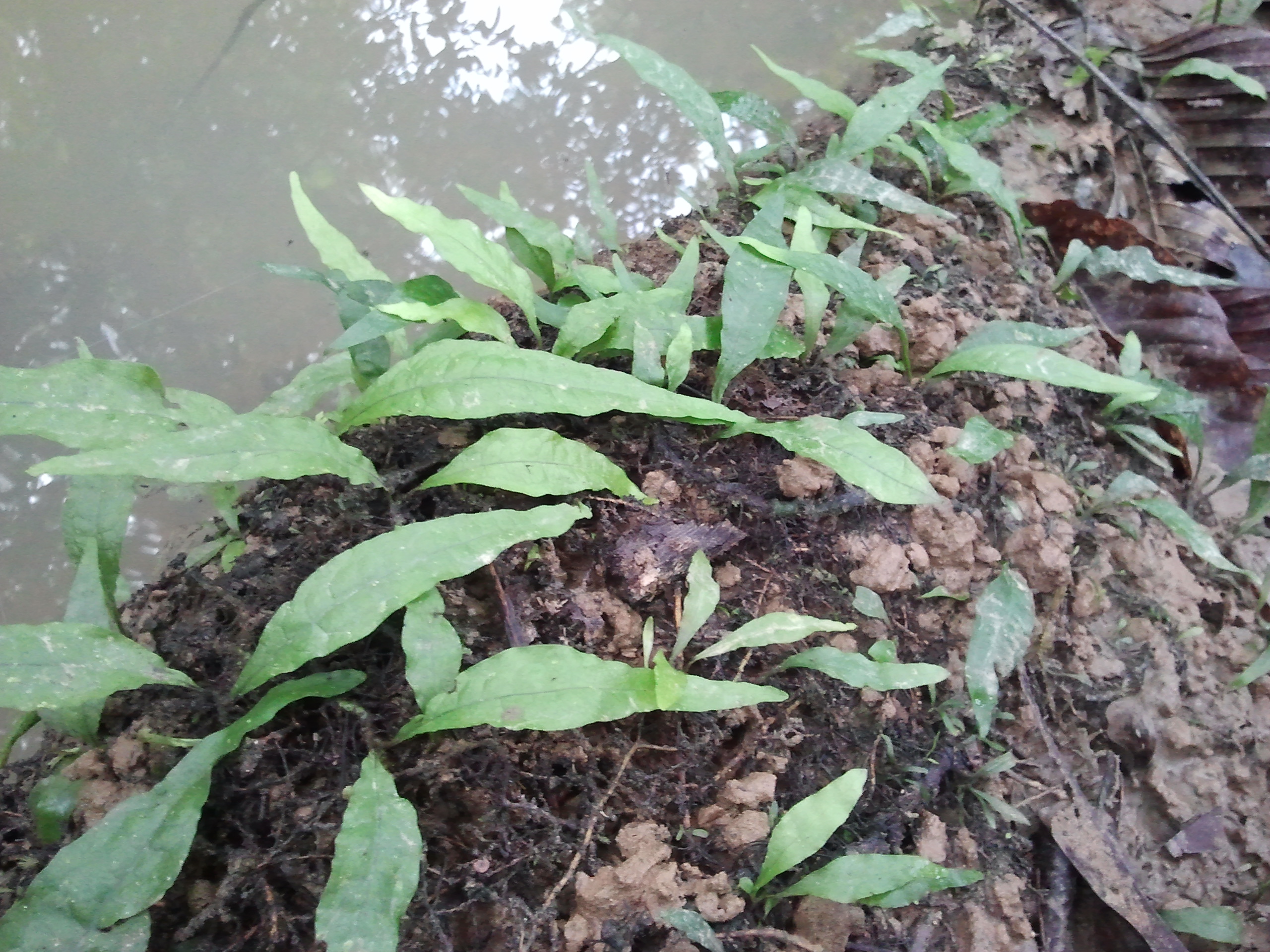 Microsorum pteropus, czyli paproć jawajska, rosnąca w naturalnym strumieniu
