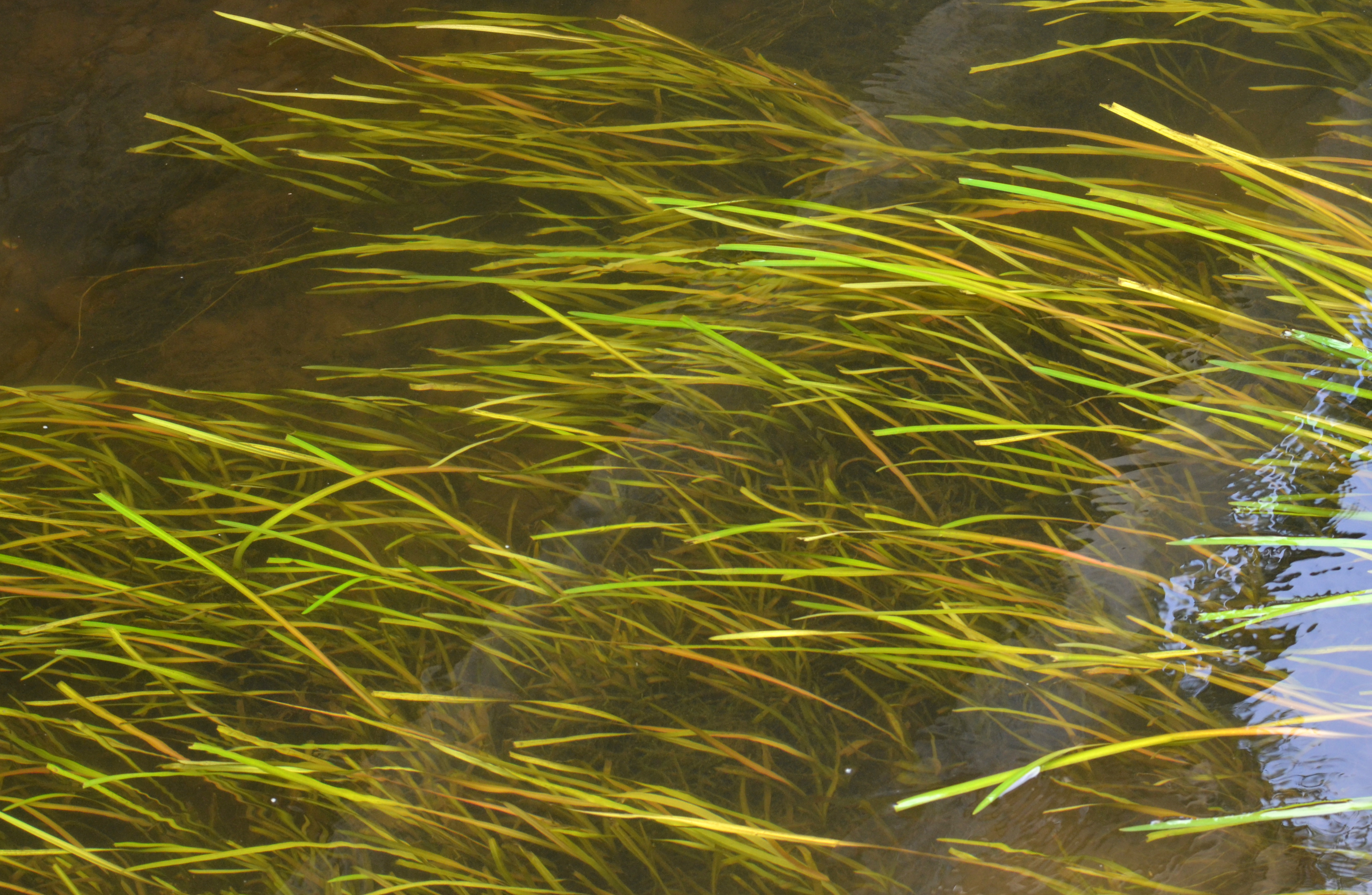 Vallisneria spiralis — długie, wstęgowate liście falujące w nurcie