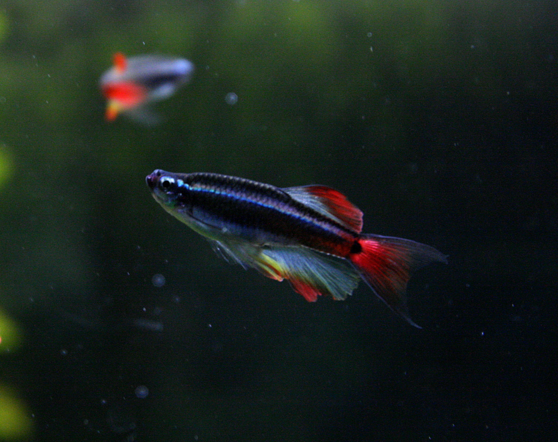 Kardynałek chiński (Tanichthys albonubes) — gatunek na akwarium dla dzieci, który nie potrzebuje grzałki
