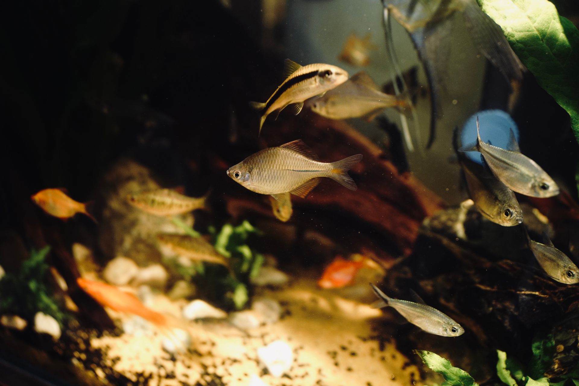 Dojrzały zbiornik z piaszczystym dnem i naturalnym osadem organicznym