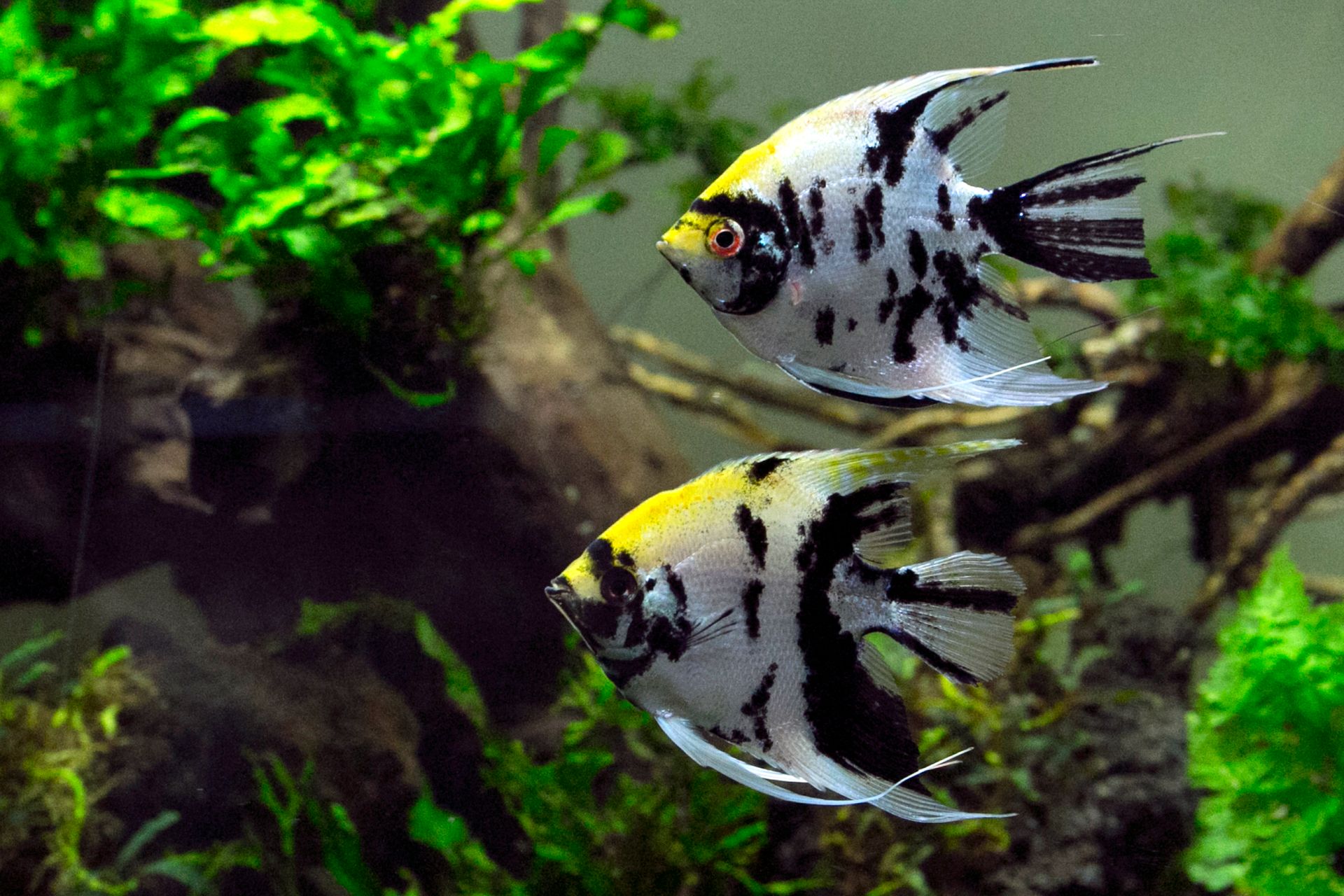 Skalary (Pterophyllum) wśród roślin akwariowych