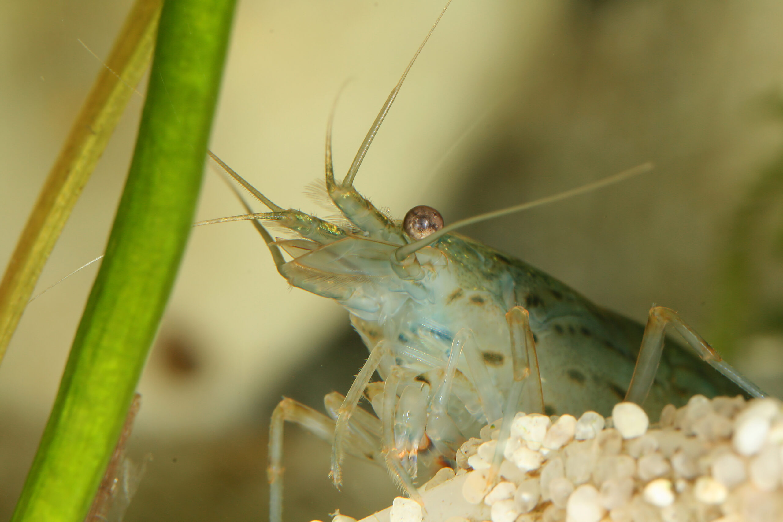 Krewetka Amano (Caridina multidentata) zjadająca glony w akwarium