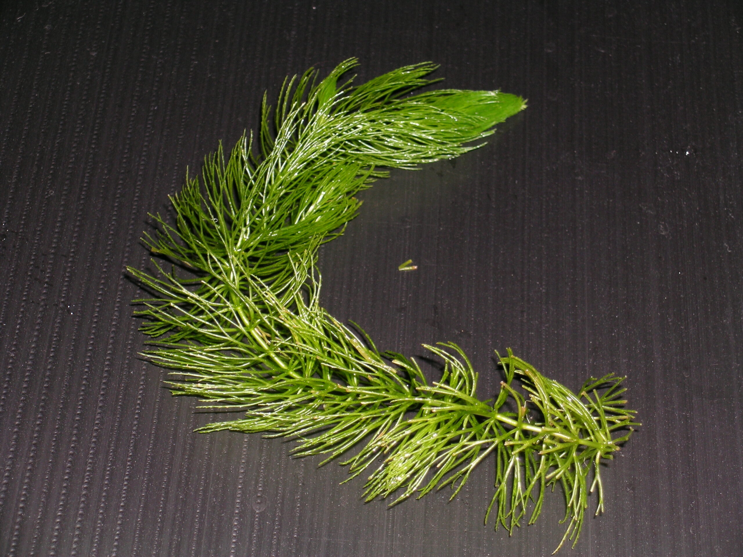 Rogatek sztywny (Ceratophyllum demersum) — szybko rosnąca roślina na akwarium roślinne bez glonów