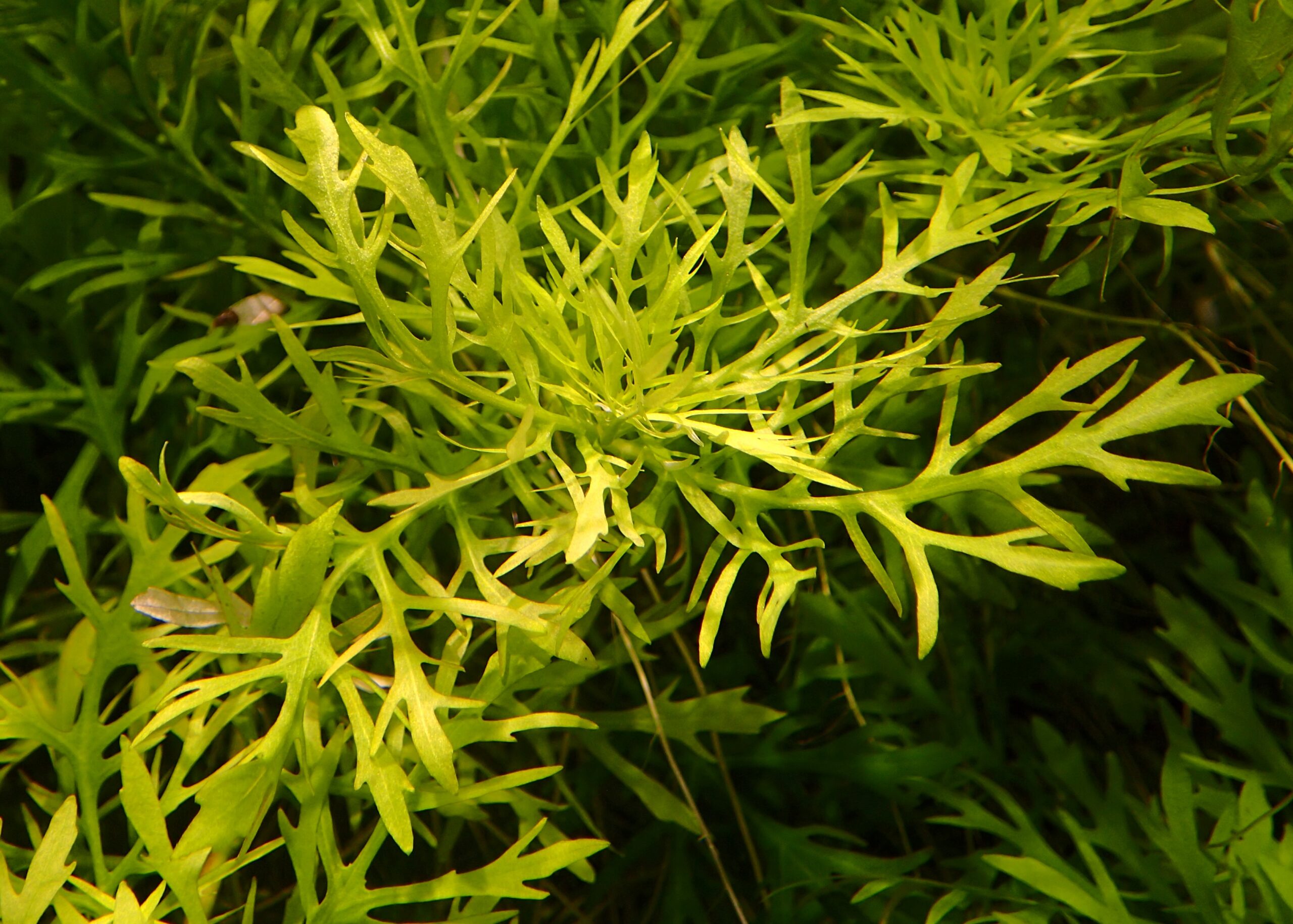 Hygrophila difformis, czyli wodna wisteria — dobry wybór na akwarium roślinne bez CO2