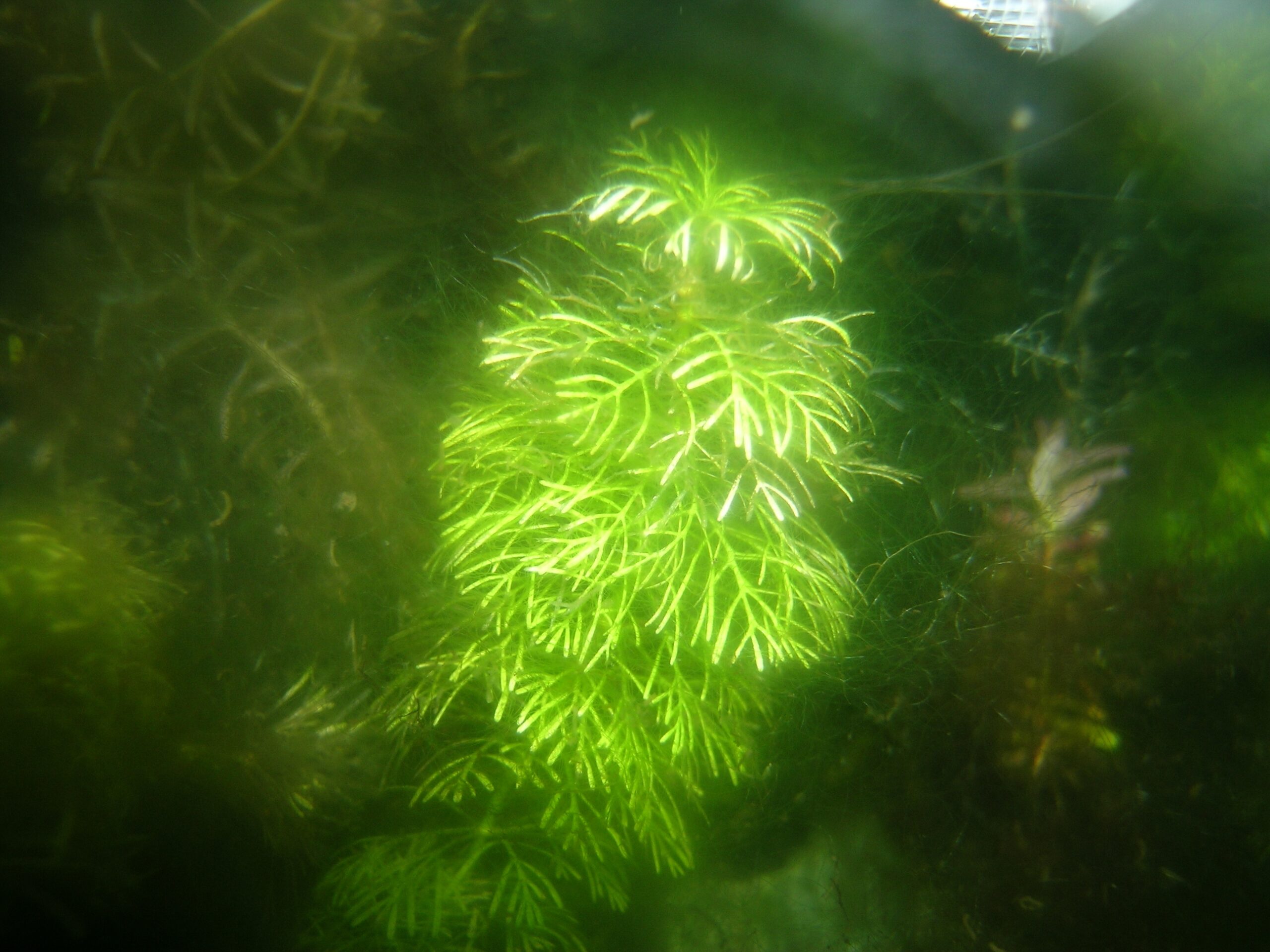 Limnophila sessiliflora — pierzasta roślina łodygowa rosnąca bez dodatku CO2