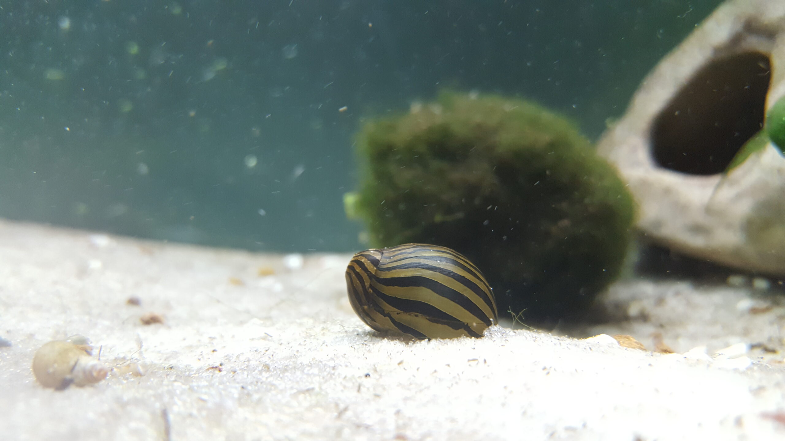 Ślimak neritina (Neritina natalensis) zeskrobujący nalot z podłoża akwarium