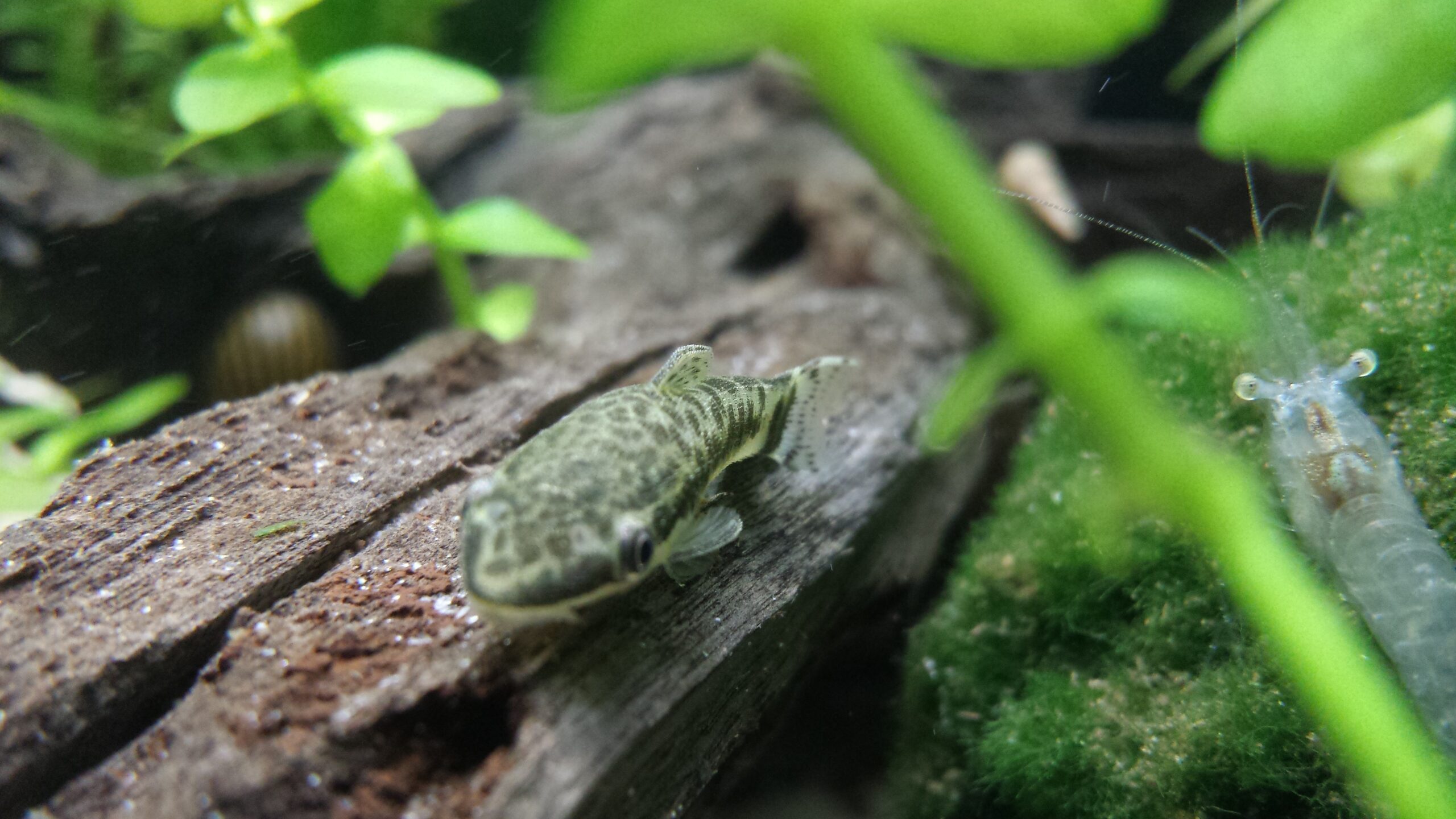 Otocinclus na korzeniu — mała ryba zeskrobująca nalot glonowy z drewna